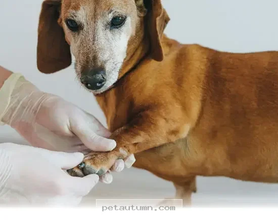 Protect Your Dog From 5 Hidden Health Risks in 2026 With These Tips