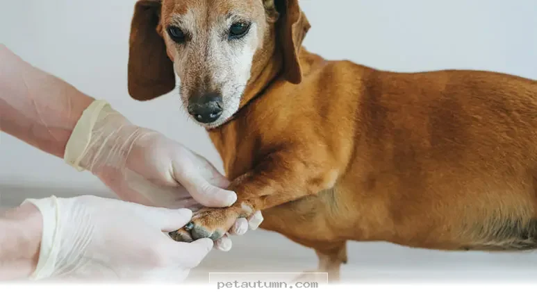Protect Your Dog From 5 Hidden Health Risks in 2026 With These Tips