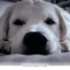 Protect Your Pet From 3 Hidden Health Risks to Watch for in 2026