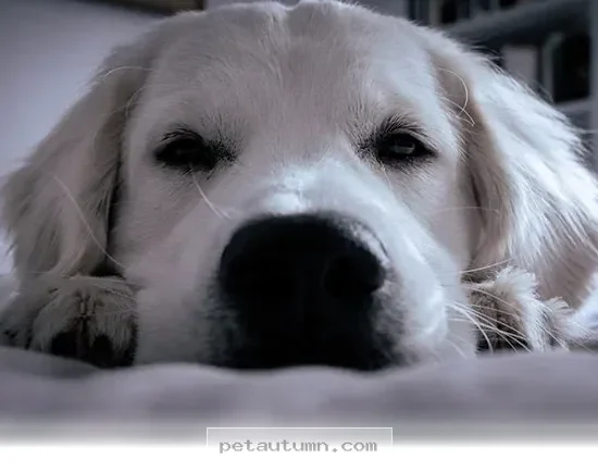 Protect Your Pet From 3 Hidden Health Risks to Watch for in 2026