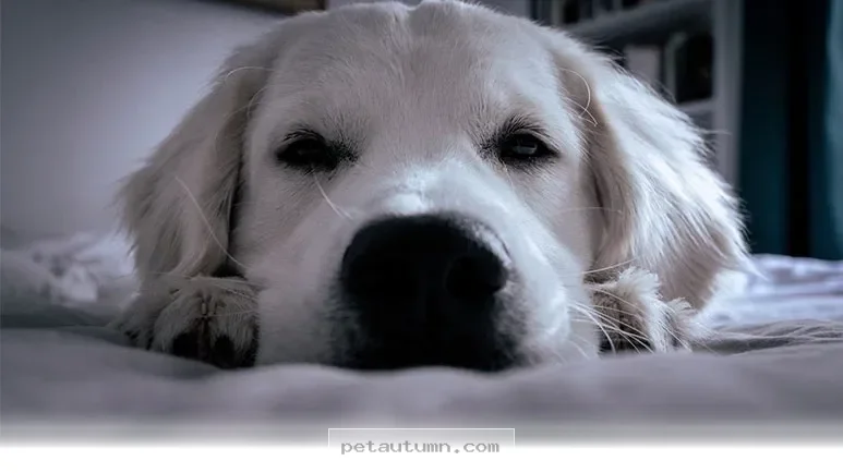 Protect Your Pet From 3 Hidden Health Risks to Watch for in 2026