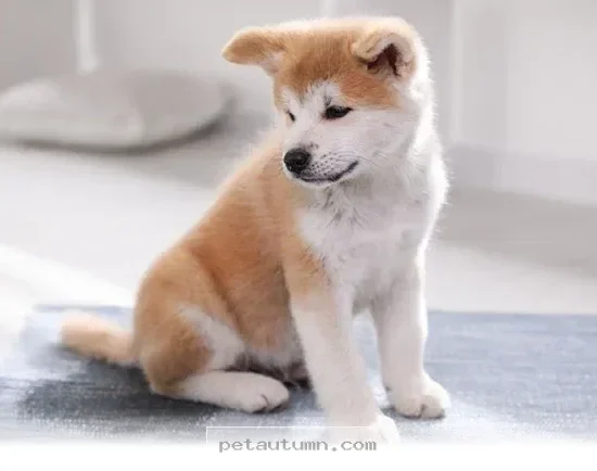 Proven Tips for Successful Puppy Potty Training in Your 2026 Home