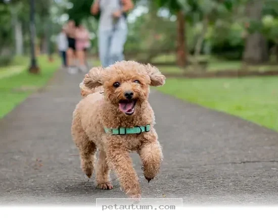 Proven Ways to Stop Your Dog From Chasing Things in 2026