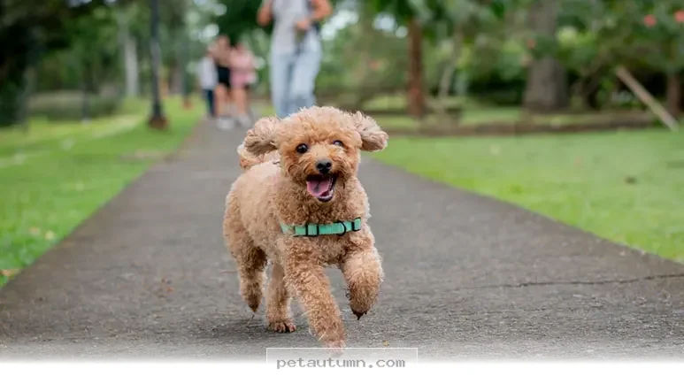 Proven Ways to Stop Your Dog From Chasing Things in 2026