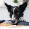 Safe Baking Tips for 10 Healthy Homemade Dog Treats in 2026