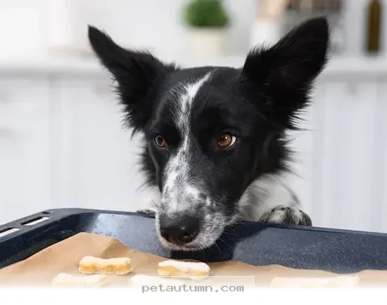 Safe Baking Tips for 10 Healthy Homemade Dog Treats in 2026