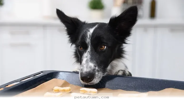 Safe Baking Tips for 10 Healthy Homemade Dog Treats in 2026