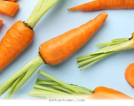 Simple Pantry Staples Your Pets Will Love To Eat In 2026