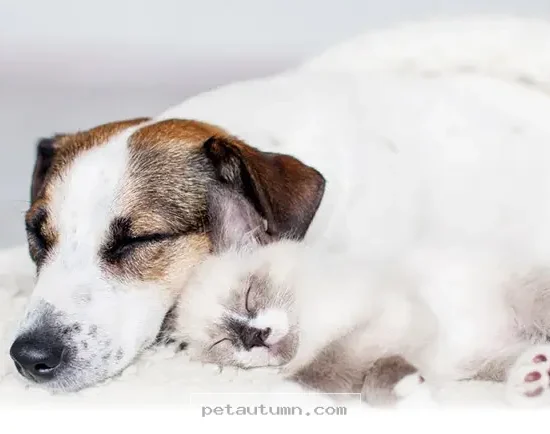 Simple Ways to Help Your Pet Stay Naturally Relaxed in 2026
