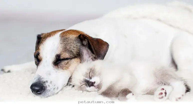 Simple Ways to Help Your Pet Stay Naturally Relaxed in 2026