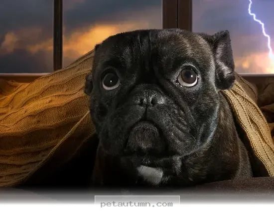 Simple Ways to Keep Your Pets Calm During 2026 Thunderstorms