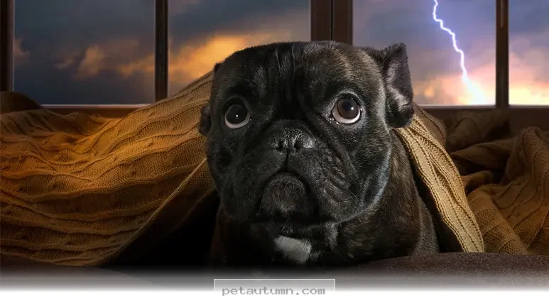 Simple Ways to Keep Your Pets Calm During 2026 Thunderstorms