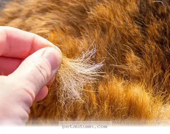 Simple Ways to Keep Your Pet's Skin and Coat Healthy in 2026