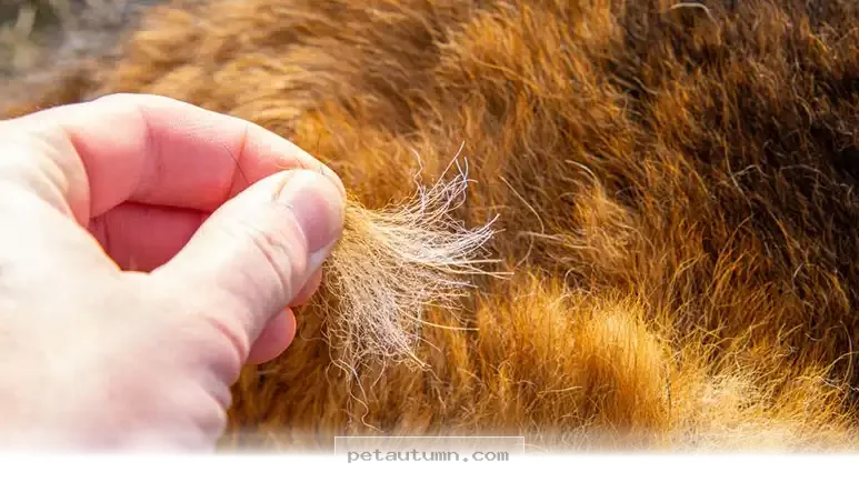 Simple Ways to Keep Your Pet’s Skin and Coat Healthy in 2026