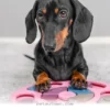 Simple Ways to Support Your Pet’s Cognitive Health in 2026