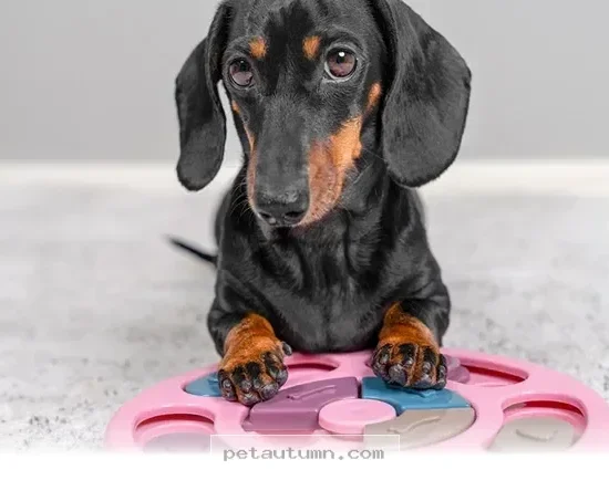 Simple Ways to Support Your Pet’s Cognitive Health in 2026