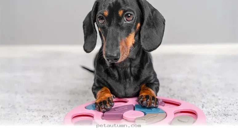 Simple Ways to Support Your Pet’s Cognitive Health in 2026