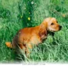 The 5 Vital Health Clues Hidden in Your Pet's 2026 Digestive Habits