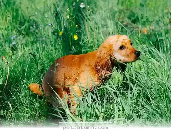 The 5 Vital Health Clues Hidden in Your Pet's 2026 Digestive Habits