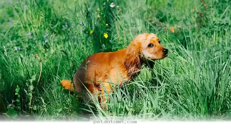 The 5 Vital Health Clues Hidden in Your Pet's 2026 Digestive Habits