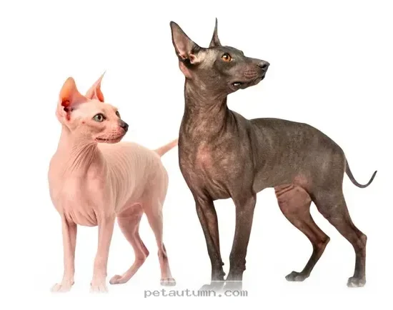 The Fascinating Reasons Why 7 Hairless Dog Breeds Exist in 2026