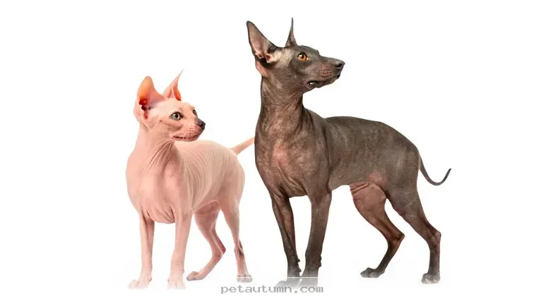 The Fascinating Reasons Why 7 Hairless Dog Breeds Exist in 2026