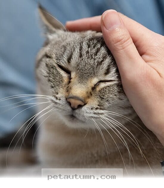 Top 10 Loving Cat Breeds Perfect for Your Family Home in 2026