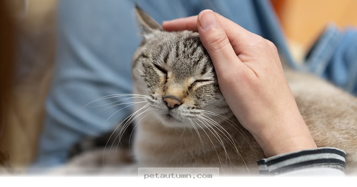 Top 10 Loving Cat Breeds Perfect for Your Family Home in 2026