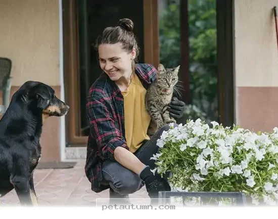 Top 10 Pet Safe Indoor Plants to Freshen Your Home Air in 2026