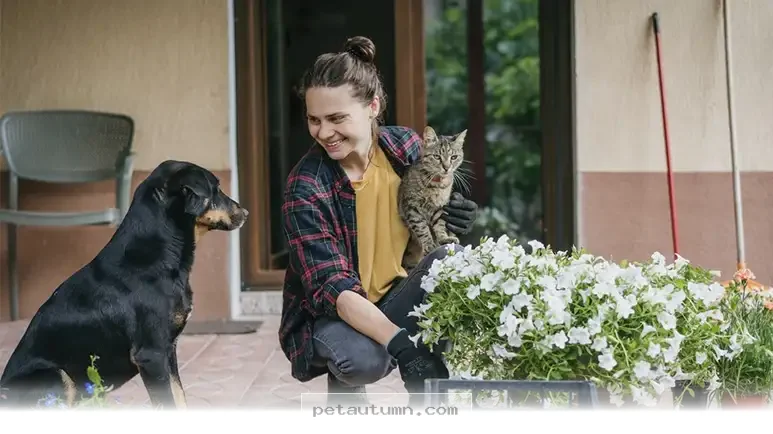 Top 10 Pet Safe Indoor Plants to Freshen Your Home Air in 2026