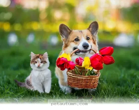 Top 10 Toxic Houseplants Every American Pet Owner Should Avoid in 2026