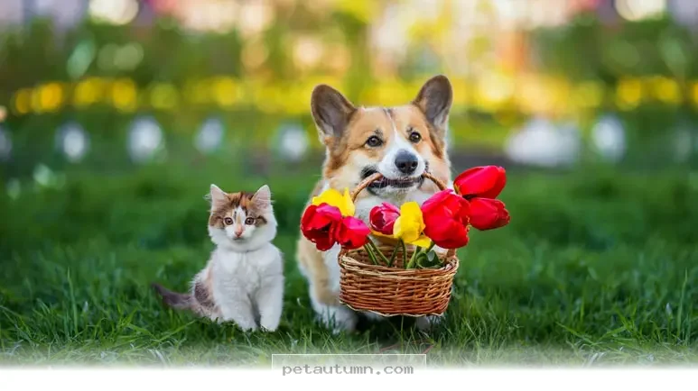 Top 10 Toxic Houseplants Every American Pet Owner Should Avoid in 2026