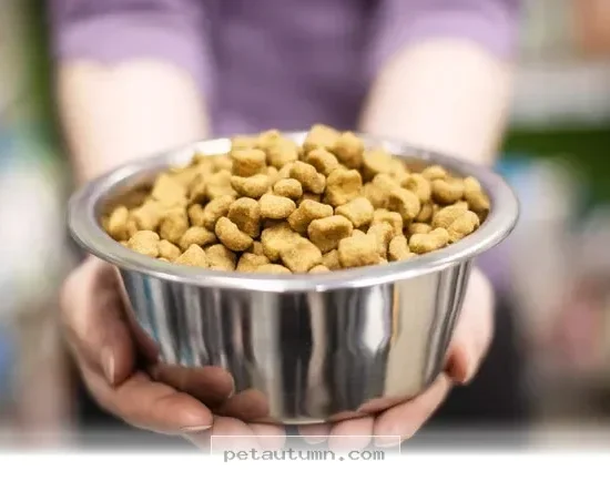 Top 5 Facts Pet Owners Should Know About Nutrition Choices in 2026