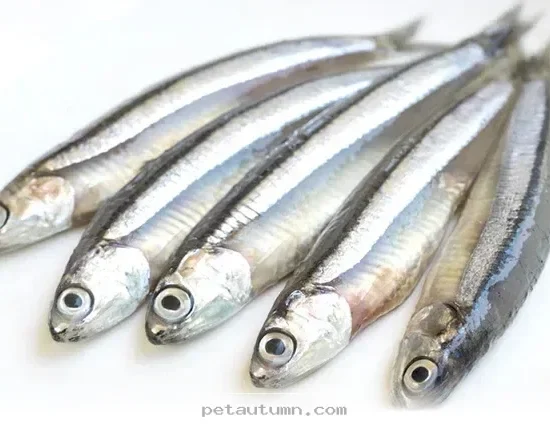 Top 5 Health Benefits of Feeding Small Fish to Your Pets in 2026