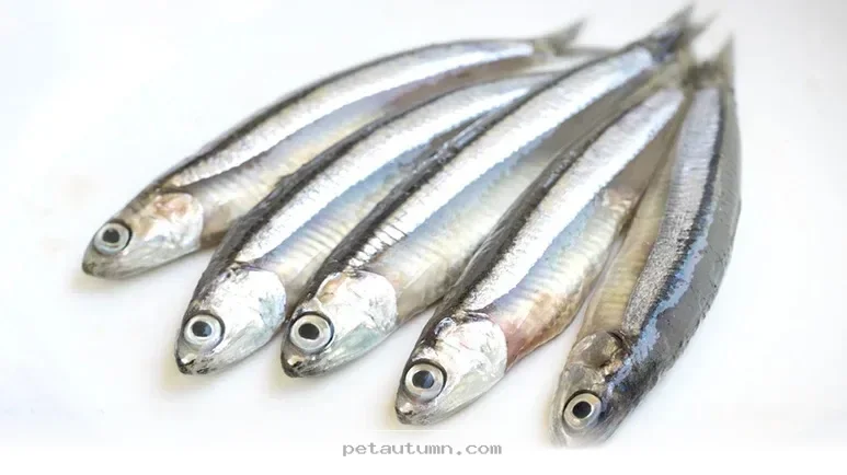 Top 5 Health Benefits of Feeding Small Fish to Your Pets in 2026