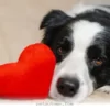 Top 5 Ways to Support Your Pet's Heart Health Throughout 2026
