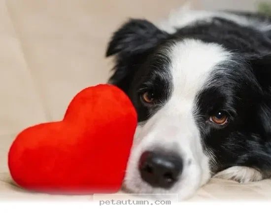 Top 5 Ways to Support Your Pet's Heart Health Throughout 2026