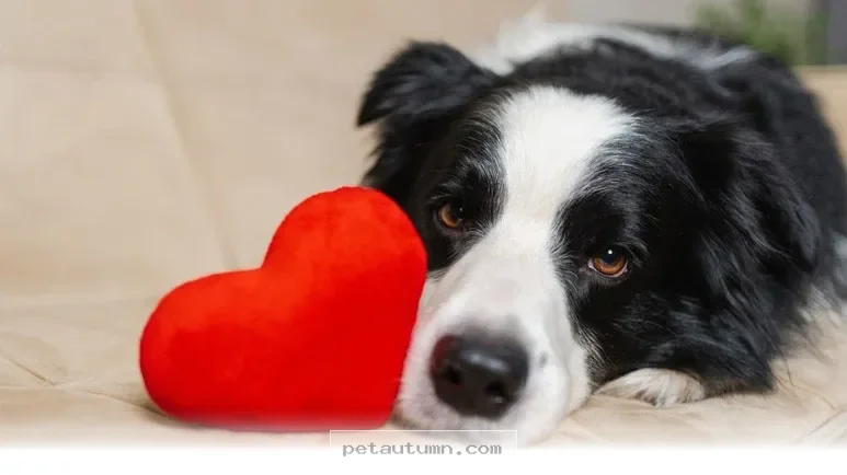 Top 5 Ways to Support Your Pet's Heart Health Throughout 2026