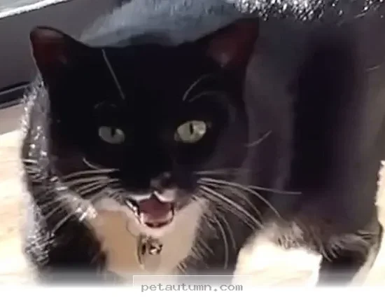 Understanding 5 Unique Ways Your Cat Communicates in 2026 Today