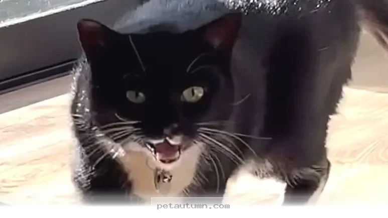Understanding 5 Unique Ways Your Cat Communicates in 2026 Today