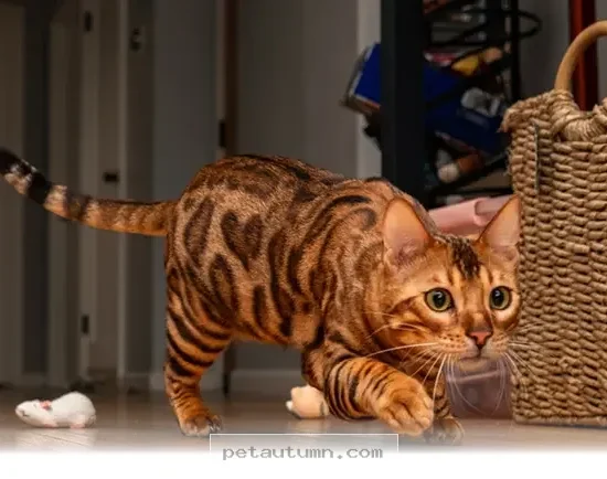 Understanding Why Your Pet Gets the 3 AM Zoomies in 2026
