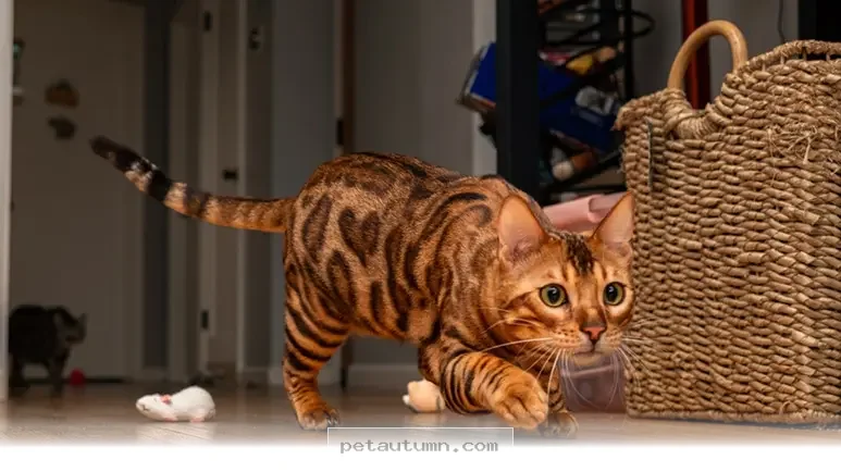 Understanding Why Your Pet Gets the 3 AM Zoomies in 2026