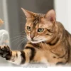 Understanding Your Cat's Natural Instincts and Behaviors in 2026