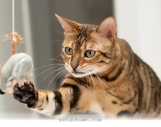 Understanding Your Cat's Natural Instincts and Behaviors in 2026