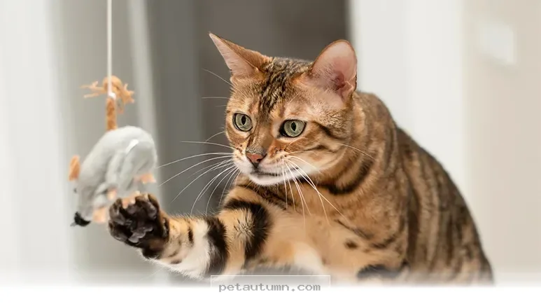 Understanding Your Cat's Natural Instincts and Behaviors in 2026