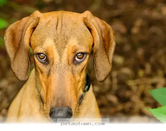 Understanding Your Pet's 7 Clever Ways to Get Treats in 2026