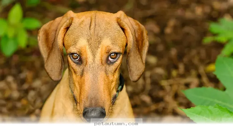 Understanding Your Pet’s 7 Clever Ways to Get Treats in 2026