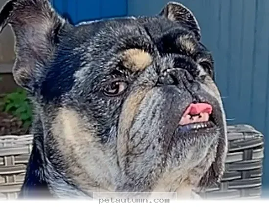 Ways to Manage Your Big Personality Dog in 2026 for Happy Homes