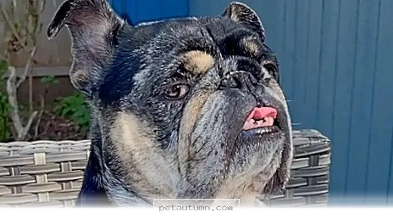 Ways to Manage Your Big Personality Dog in 2026 for Happy Homes