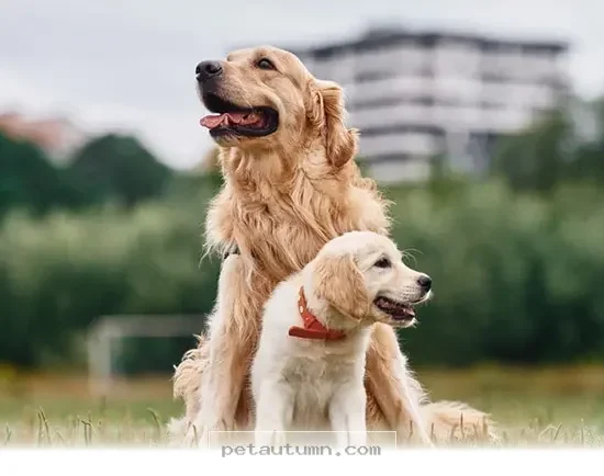 Ways Your Dog’s Behavior Shifts as They Grow Older Throughout 2026